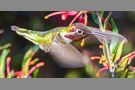 Hummingbird #5